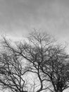 Black and white image of the lonely desolated trees,ÃÂ  with moody stormy sky in the background. Royalty Free Stock Photo